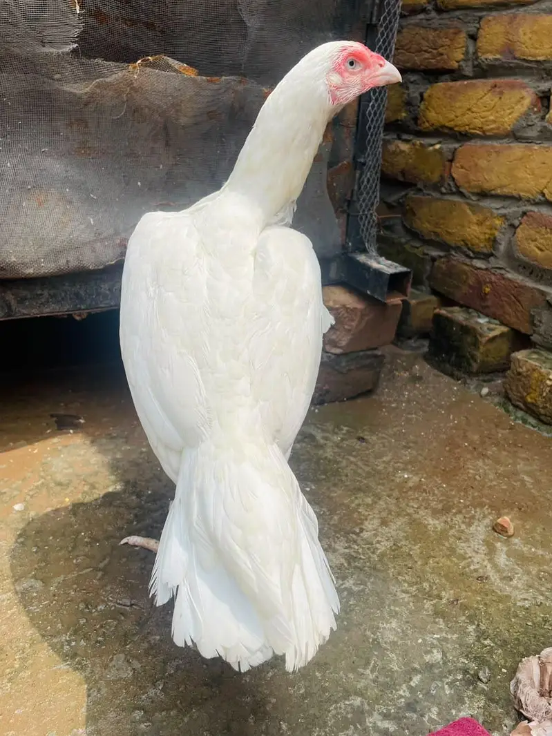 Heera Aseel paper white — photo 2