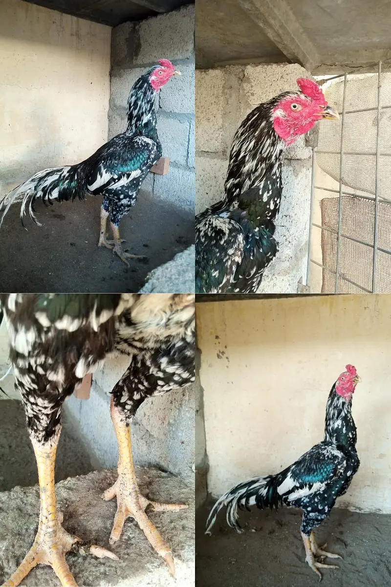 Aseel/ Aseel minawali/ Pakistani Aseel/ Aseel Murga/ Aseel chicks — photo 2