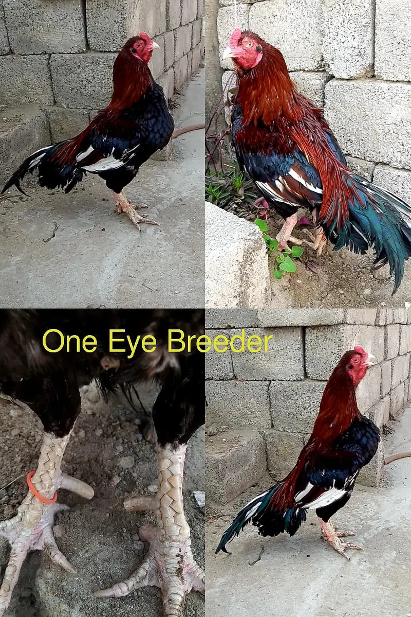 Aseel/ Aseel minawali/ Pakistani Aseel/ Aseel Murga/ Aseel chicks — photo 3