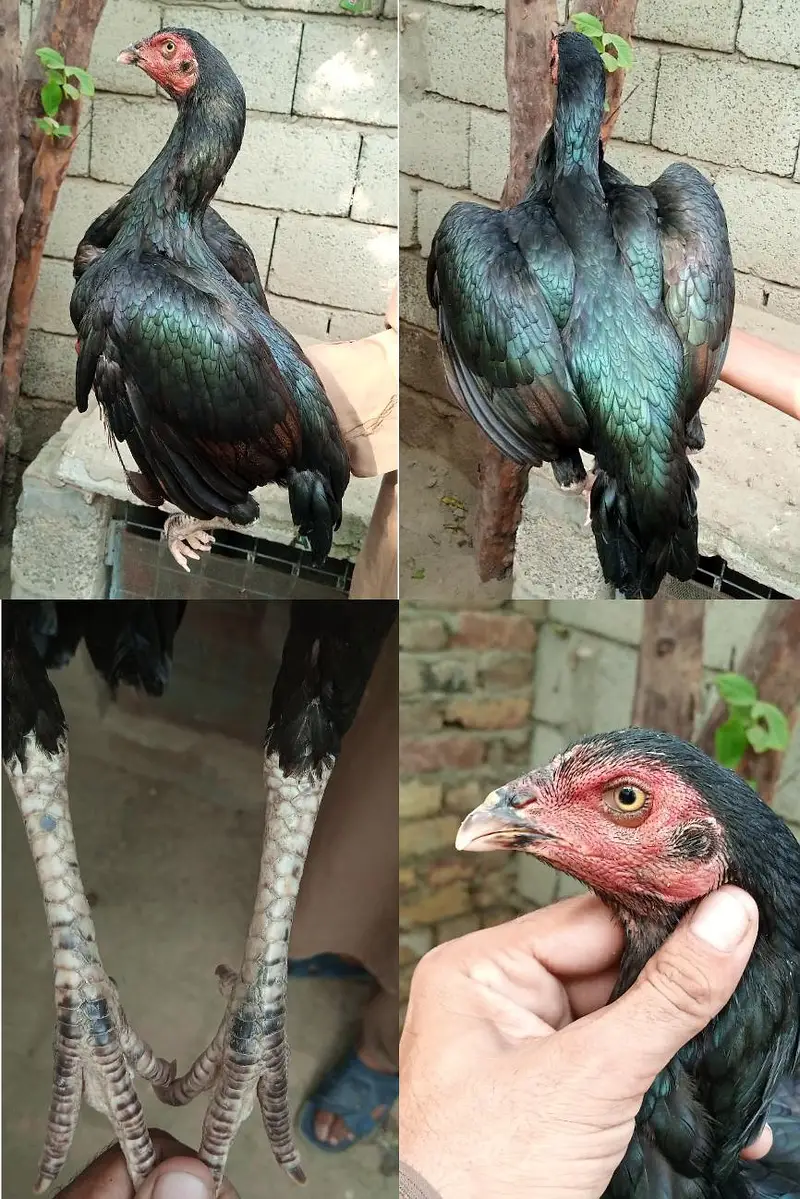 Aseel/ Aseel minawali/ Pakistani Aseel/ Aseel Murga/ Aseel chicks — photo 4