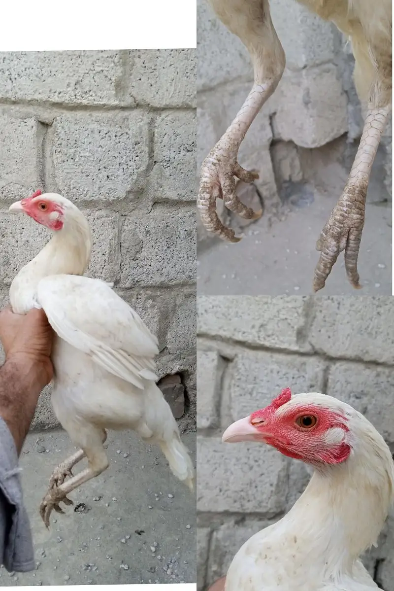 Aseel/ Aseel minawali/ Pakistani Aseel/ Aseel Murga/ Aseel chicks — photo 5