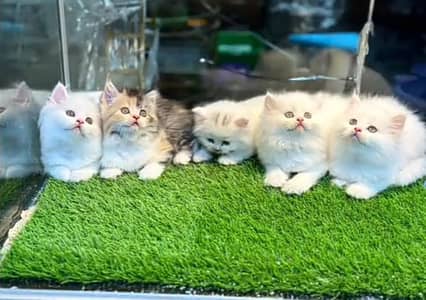 Persian kitten triple cot. for. . sale my WhatsApp03464290927