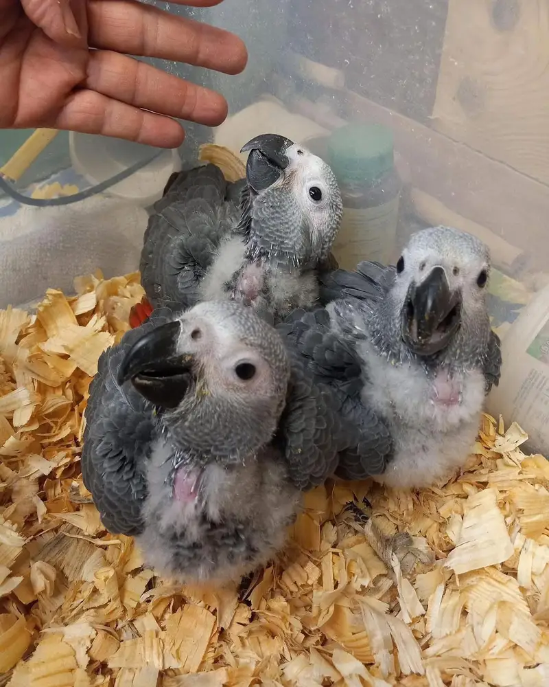 African grey parrot cheeks for sale 0326/5946/493 — photo 2