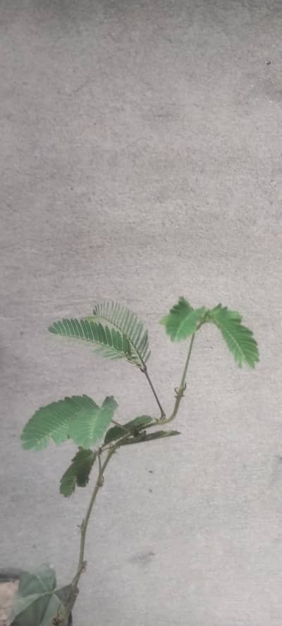 plants