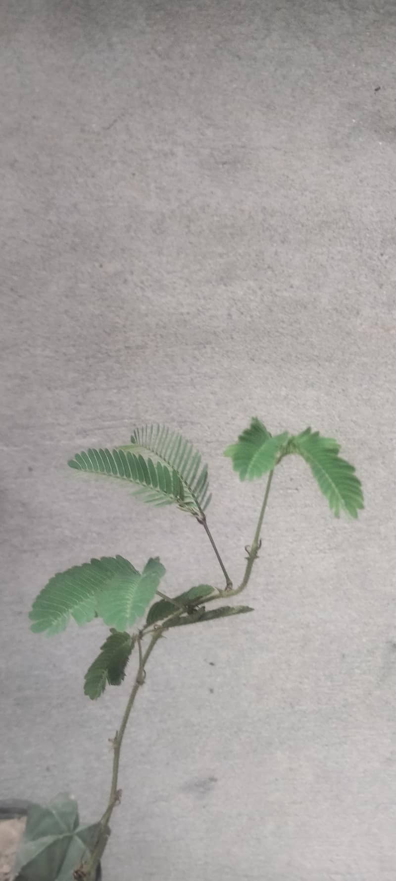 plants 0