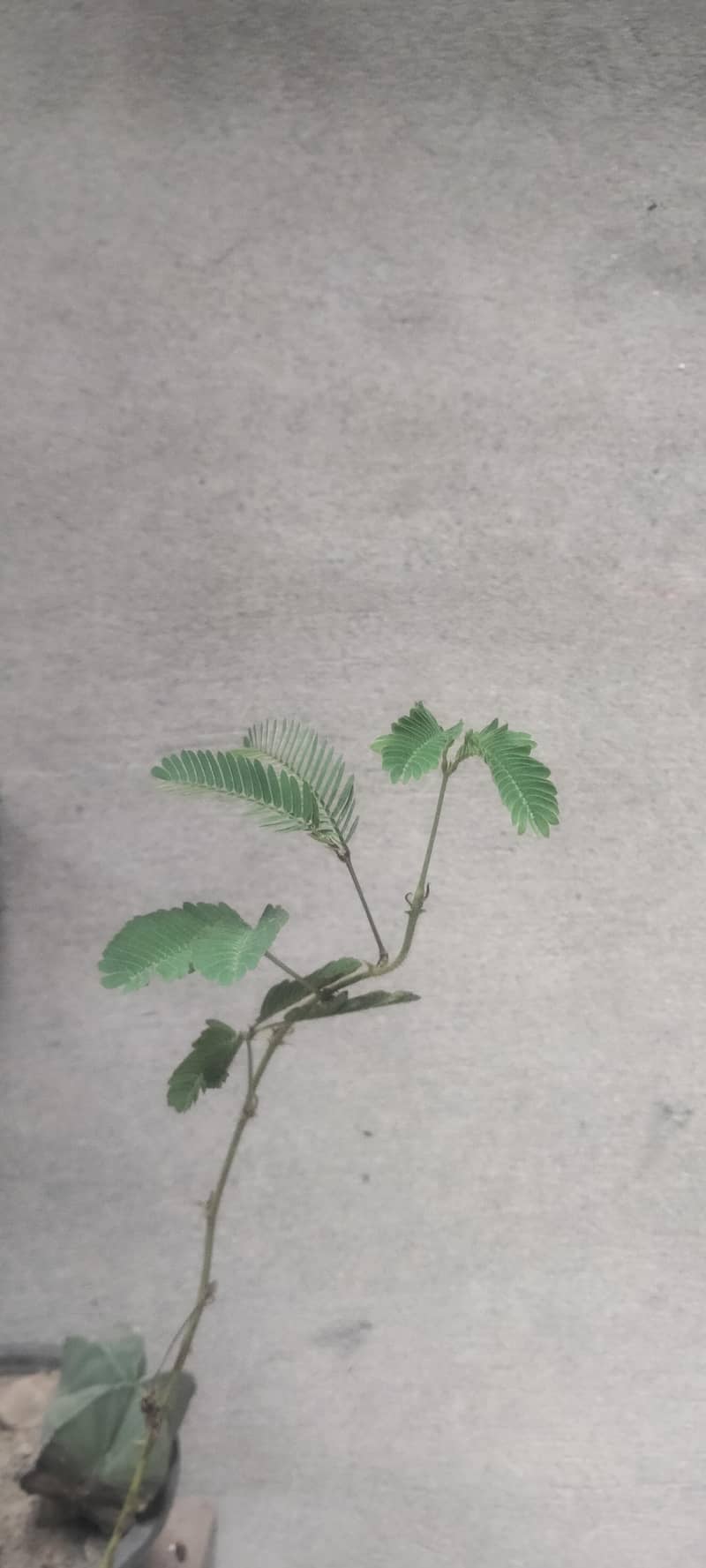 plants 1