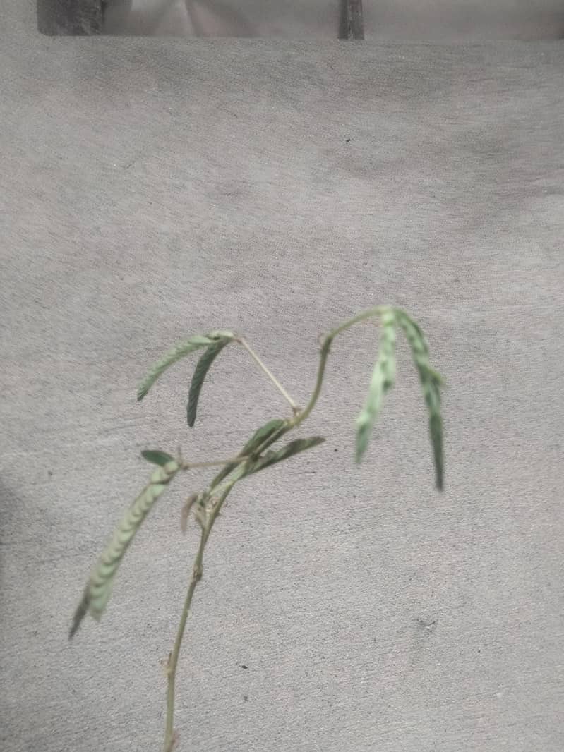 plants 2