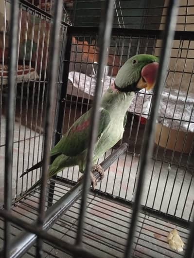 raw parrot for sale