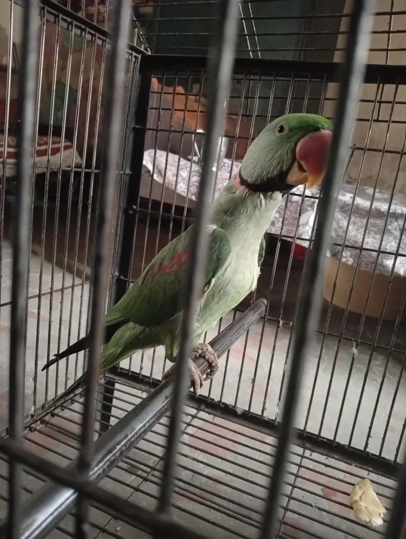 raw parrot for sale