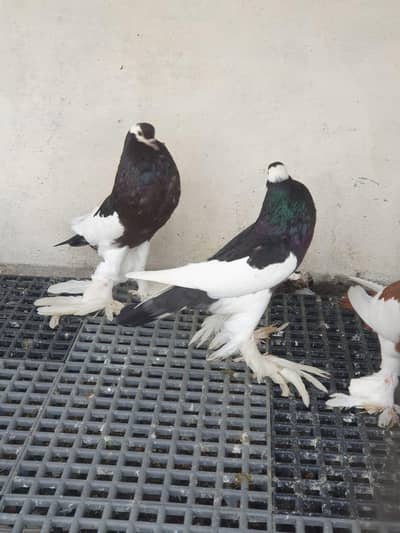 Black Magpai breeder pair for sale