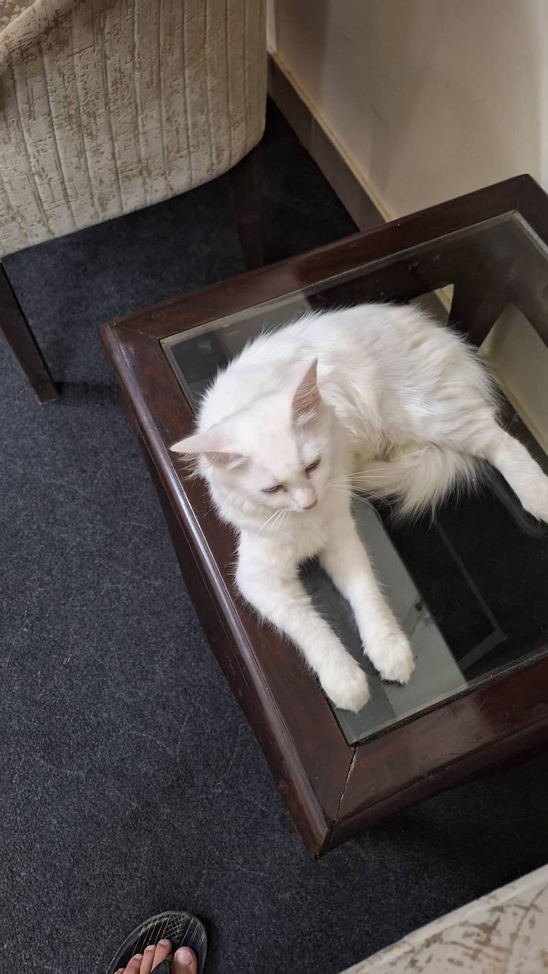persian cat 0