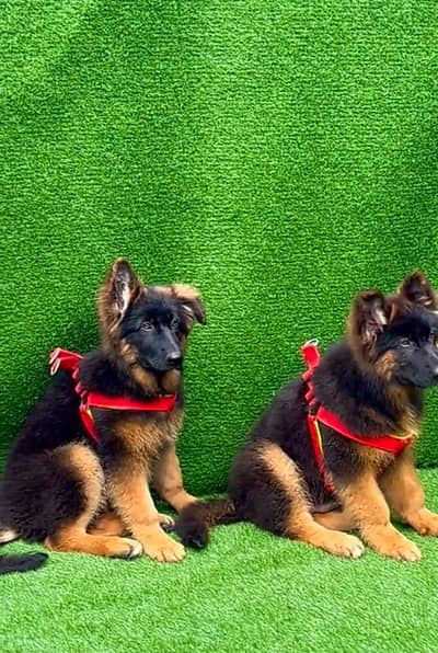 German Shepherd long coat puppies for sale my wtp. . . .