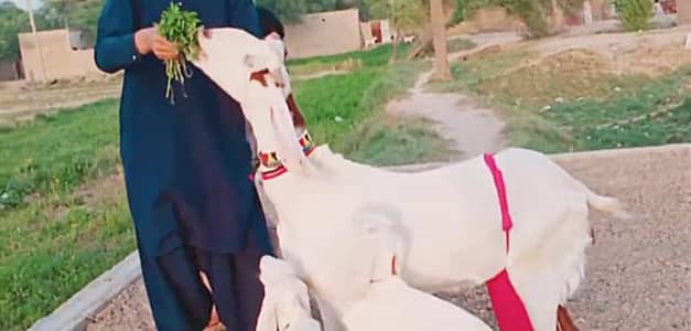 3 Bacchon ka number Desi Bakri For Sale/ 03233005367