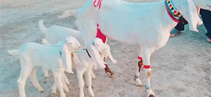 3 Bacchon ka number Desi Bakri For Sale/ 03233005367 — photo 2