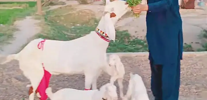 3 Bacchon ka number Desi Bakri For Sale/ 03233005367 — photo 3