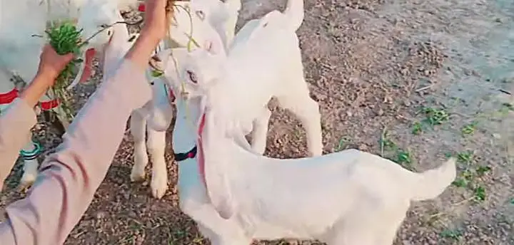 3 Bacchon ka number Desi Bakri For Sale/ 03233005367 — photo 4