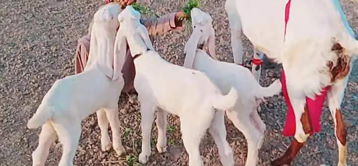 3 Bacchon ka number Desi Bakri For Sale/ 03233005367 — photo 5