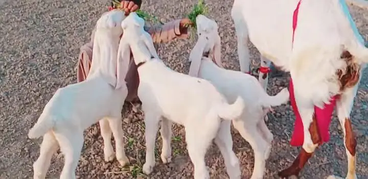 3 Bacchon ka number Desi Bakri For Sale/ 03233005367 — photo 6