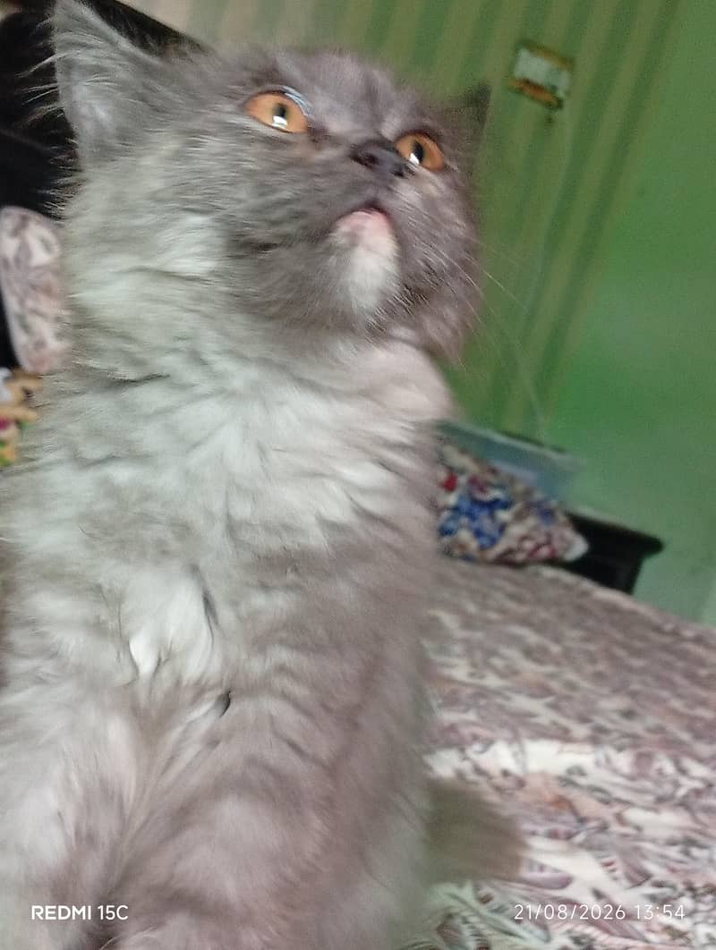 Persian kitten 3