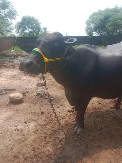 Far sell buffalo 
