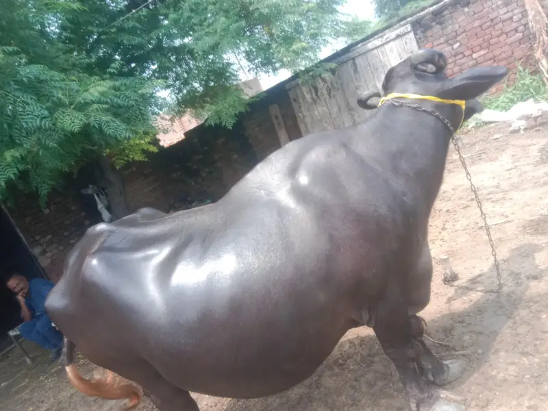 Far sell buffalo  — photo 3