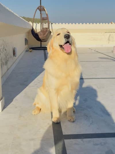 TOP QUALITY GOLDEN RETRIEVER FEMALE PUP AVAILABLE FOR SALE