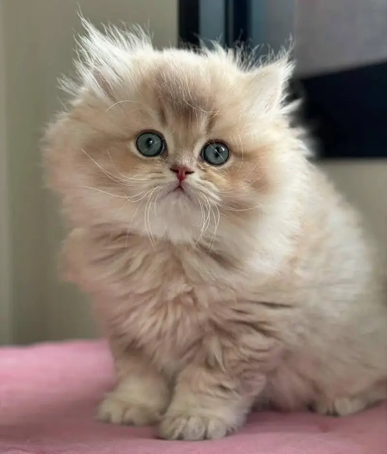 Cat | Persian | kittens |  Blue eyes | Kitty O348O163O63 WA^⁠_⁠^^⁠_⁠^ — photo 3