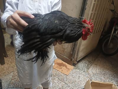 fancy hens