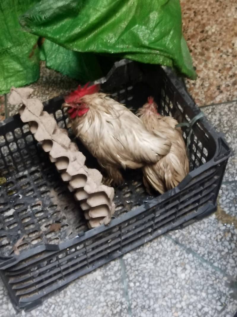 fancy hens 1