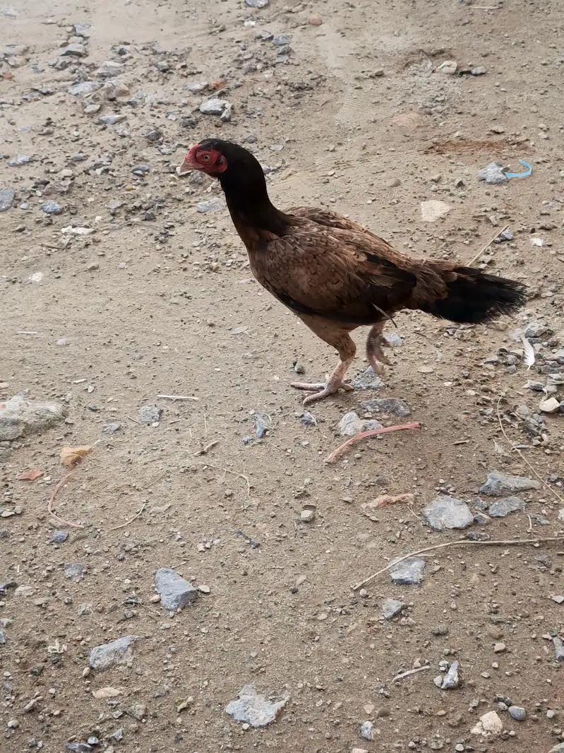 Aseel Young Female Laying Eggs — photo 2