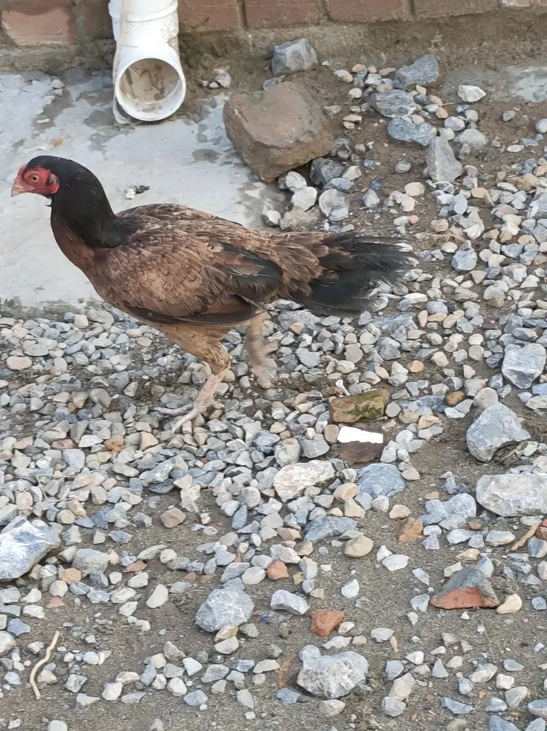 Aseel Young Female Laying Eggs — photo 3