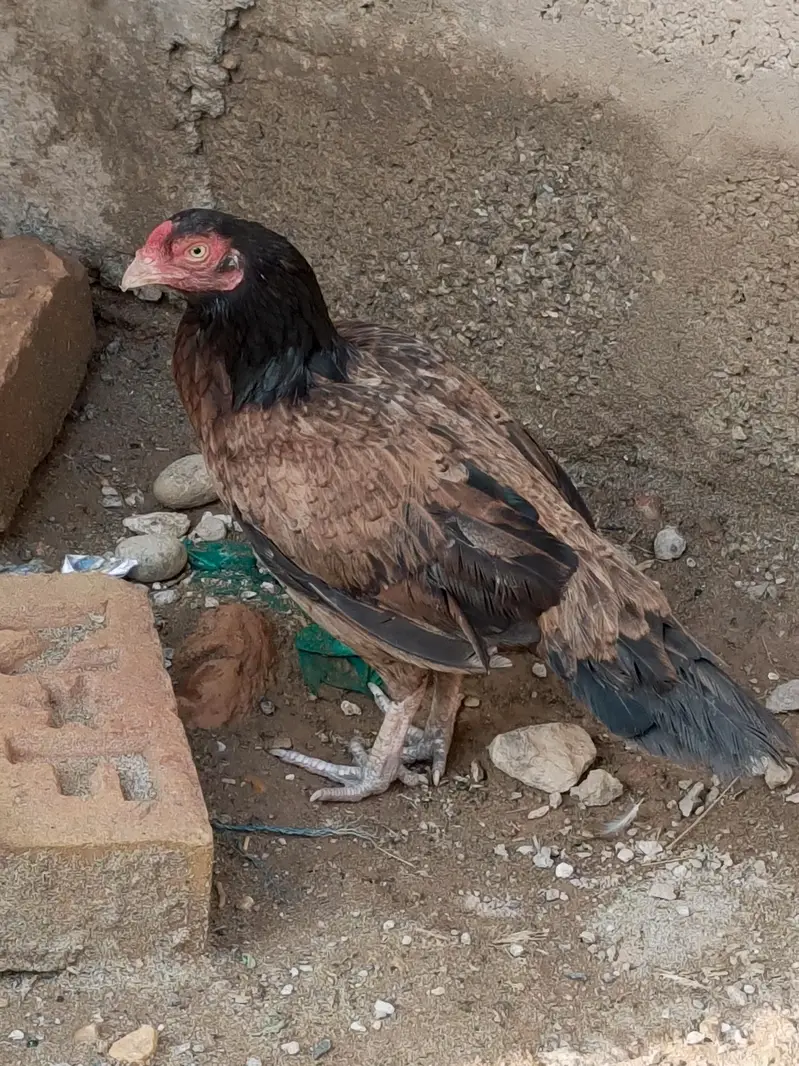 Aseel Young Female Laying Eggs — photo 4