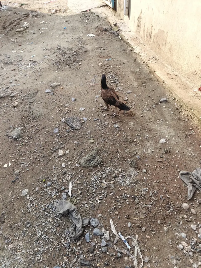 Aseel Young Female Laying Eggs — photo 5