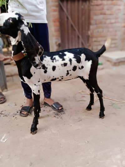 pure  betal path out class chez shoq wali chez for sale