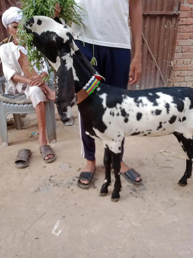 pure  betal path out class chez shoq wali chez for sale — photo 2
