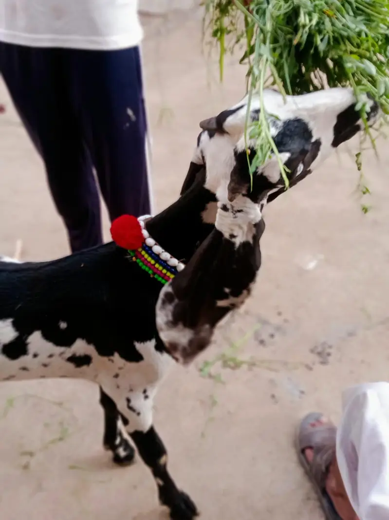 pure  betal path out class chez shoq wali chez for sale — photo 6