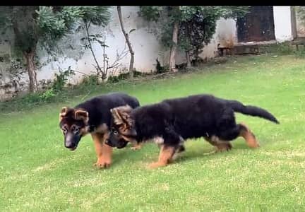 German Shepherd long coat puppies for sale my Whats. . . . . .