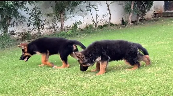 German Shepherd long coat puppies for sale my Whats. . . . . . — photo 2