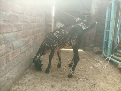goat for sale