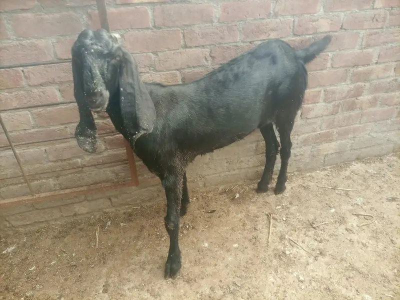 goat for sale — photo 2