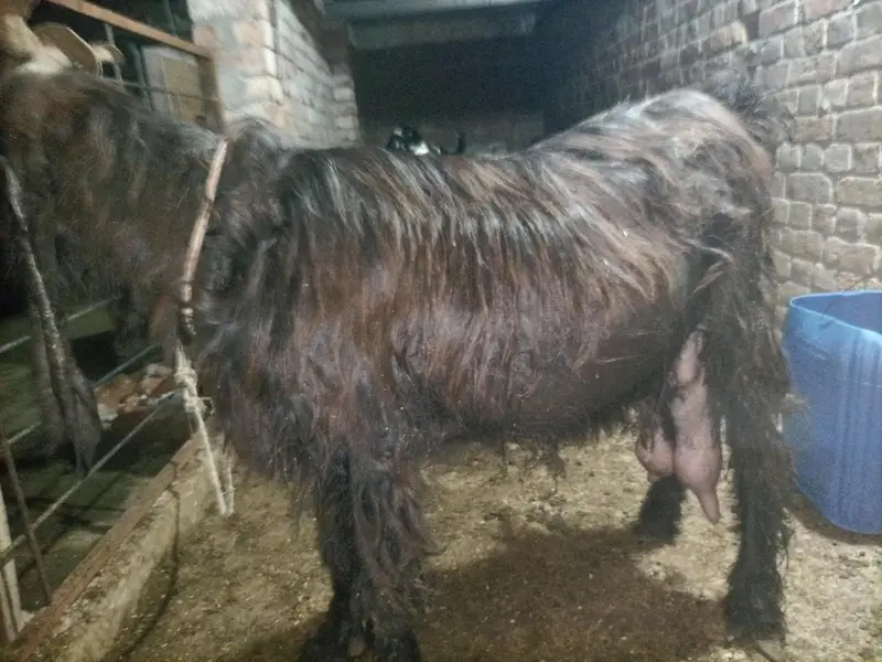 goat for sale — photo 3