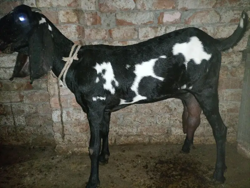 goat for sale — photo 4