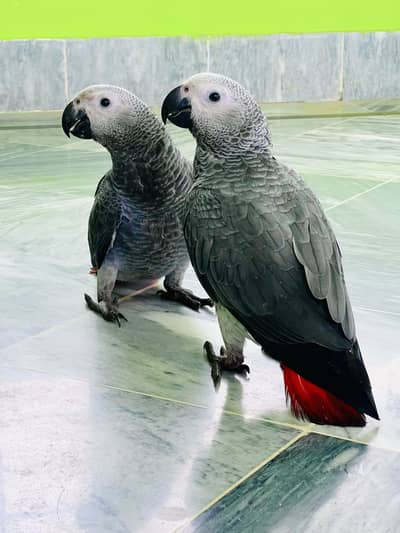 MASHA ALLAH African Grey Handtame Proper Self Chicks Available Kharian