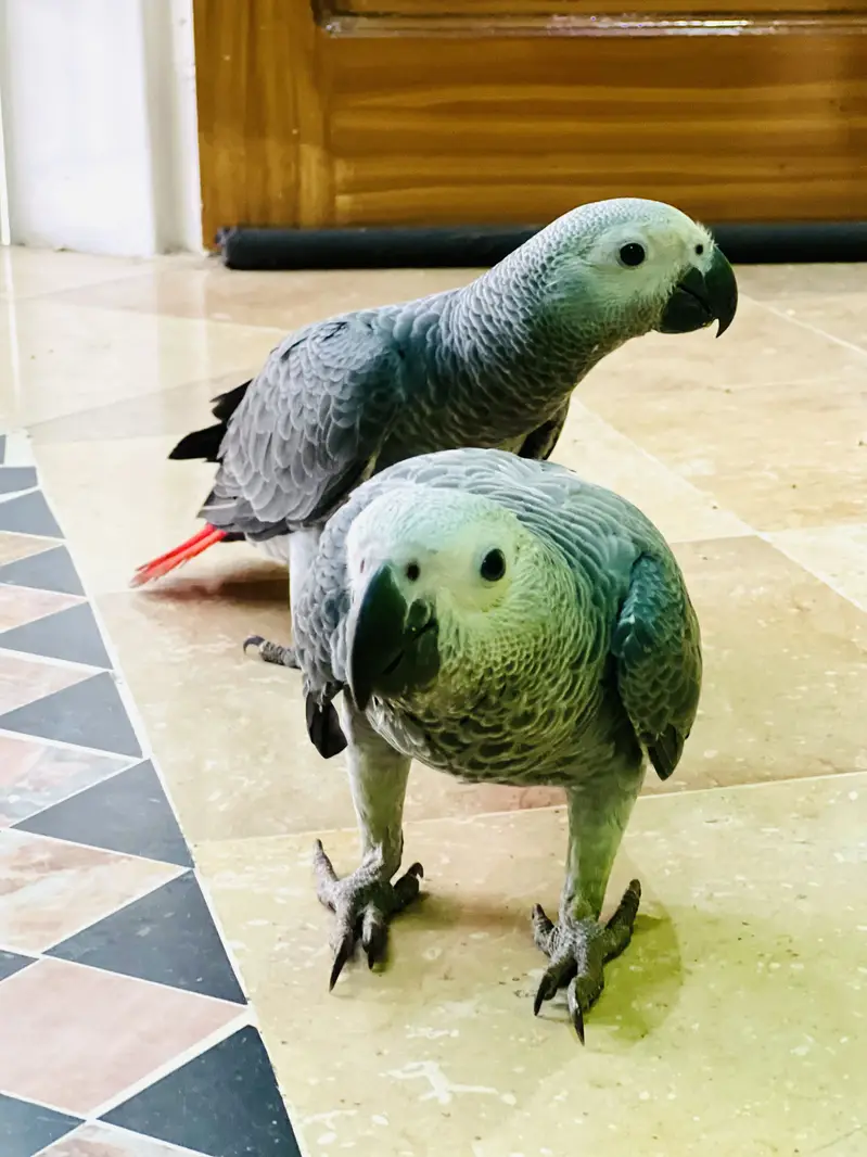 MASHA ALLAH African Grey Handtame Proper Self Chicks Available Kharian — photo 2