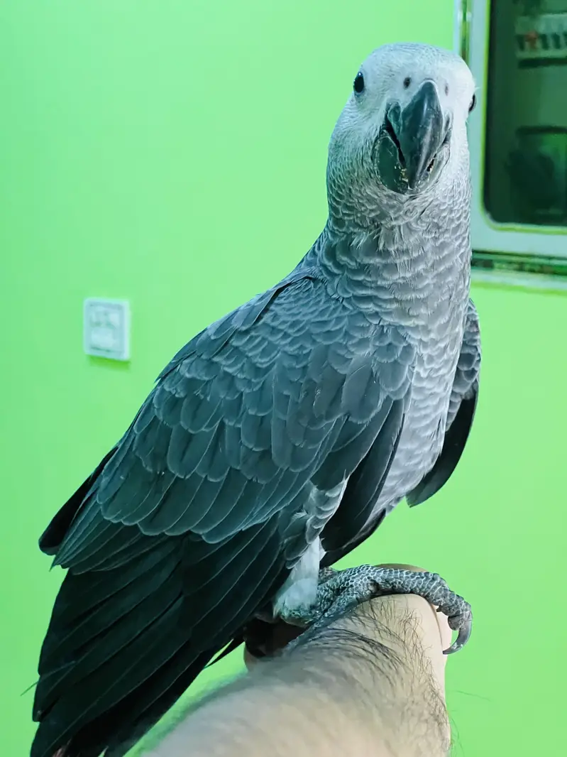 MASHA ALLAH African Grey Handtame Proper Self Chicks Available Kharian — photo 4