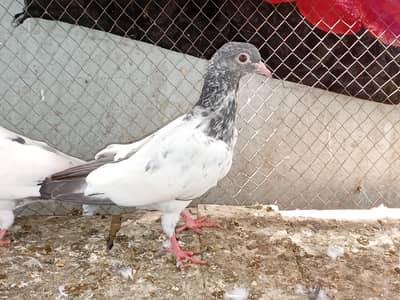 imamdeen kamanger pair 100% breeder. #0/3/2/5/4/4/1/2/2/1/5