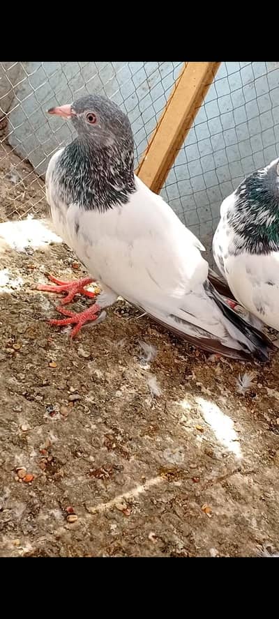 imamdeen kamanger pair 100% breeder. #0/3/2/5/4/4/1/2/2/1/5