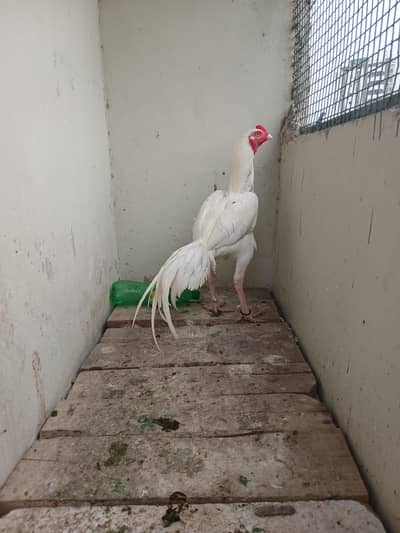 Aseel paper white heera mazboot jorro mei