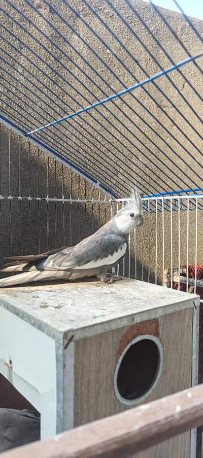 love bird pair