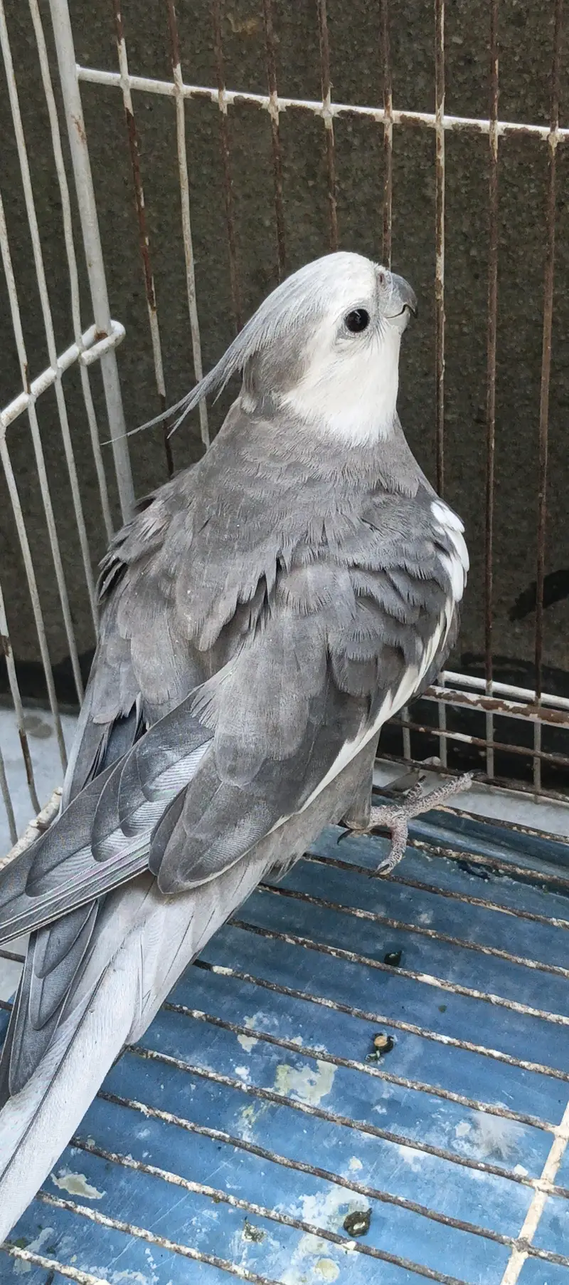 love bird pair — photo 2